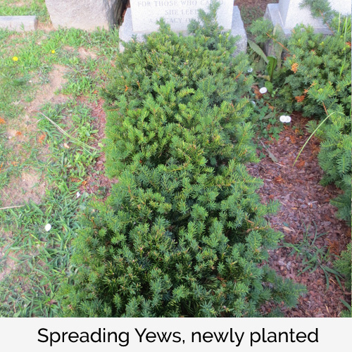 Spreading Yews, newly planted